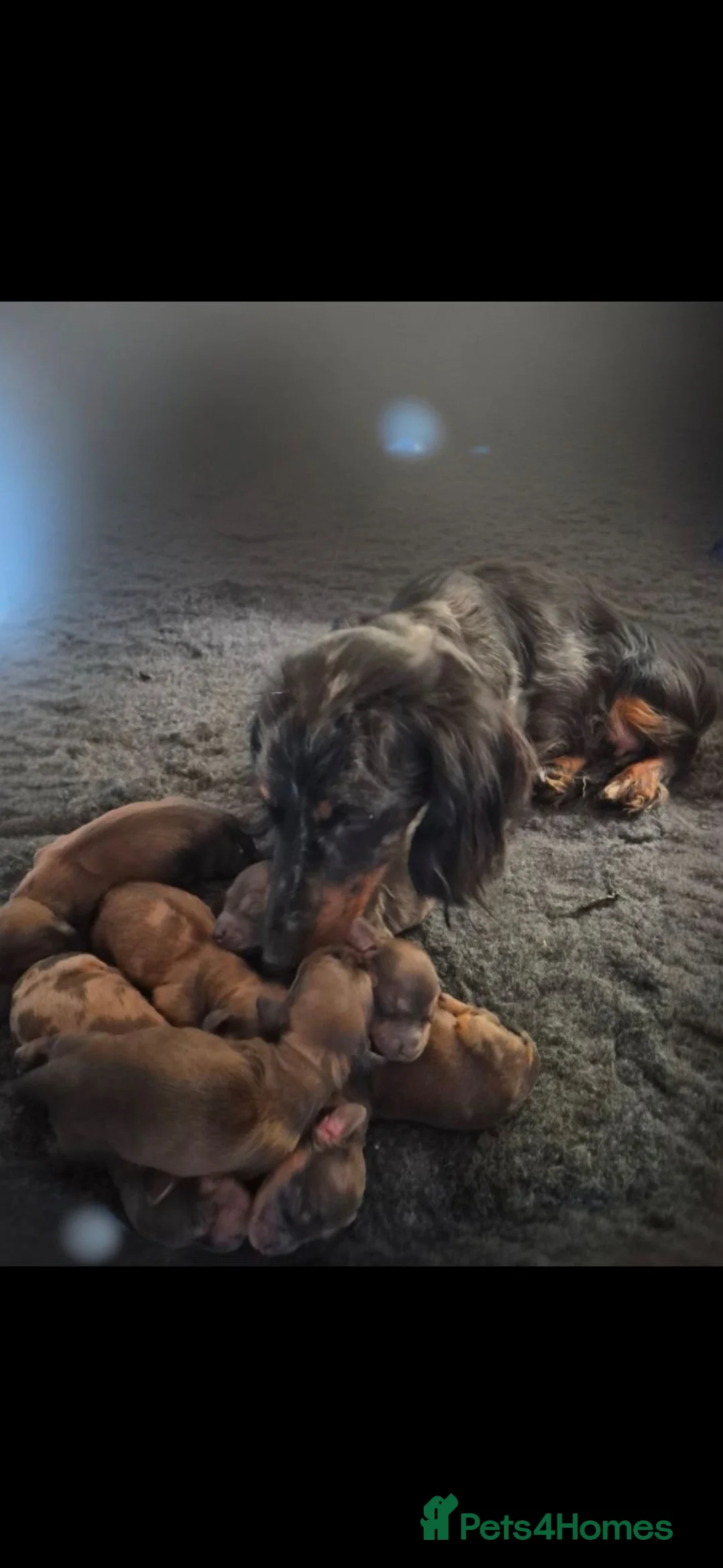 Miniature Dachshund dogs for sale: 4 beautiful long haired miniature dachshund pups in Salisbury - Advert 13