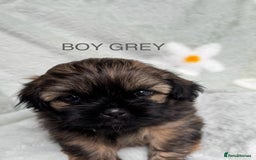 Shih Tzu dogs for sale: 🐾 Beautiful Shih Tzu Puppies🐾 - Image 2