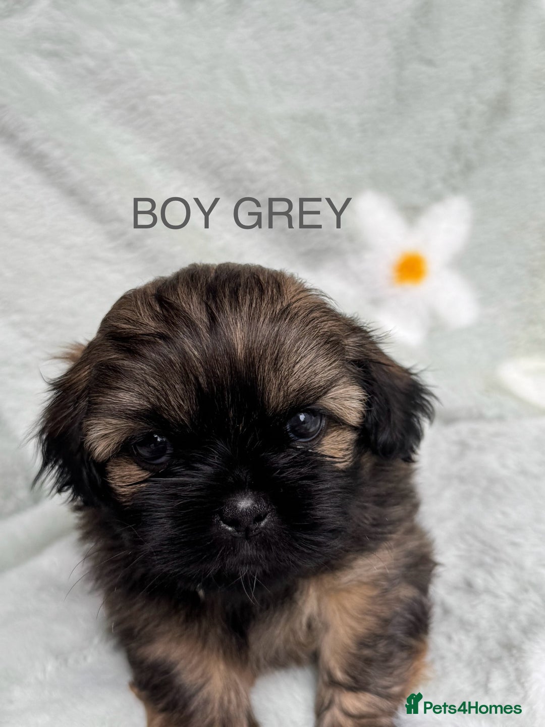 Shih Tzu dogs for sale: 🐾 Beautiful Shih Tzu Puppies🐾 - Image 2
