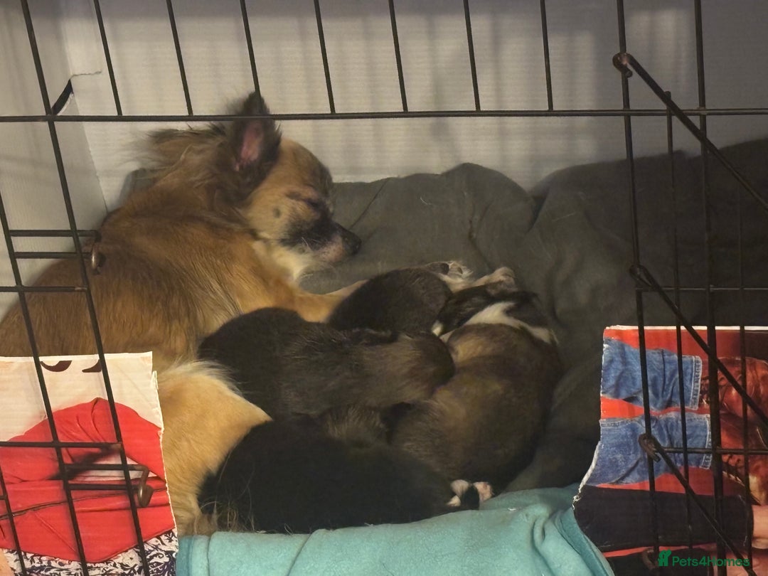 Chihuahua dogs for sale: Lovely long haired Chihuahua  - Advert 3