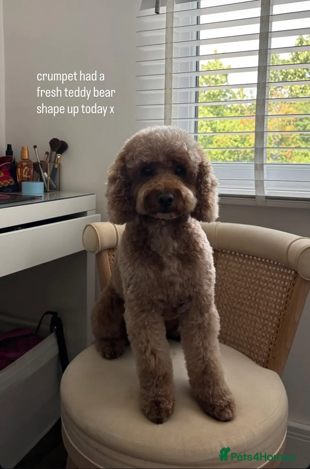 Cockapoo dogs for stud: 🐾 Cockapoo Stud Available 🐾 - Advert 4
