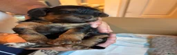 Cockapoo dogs for sale: 5 beautiful home raised Cockapoos - Advert 8