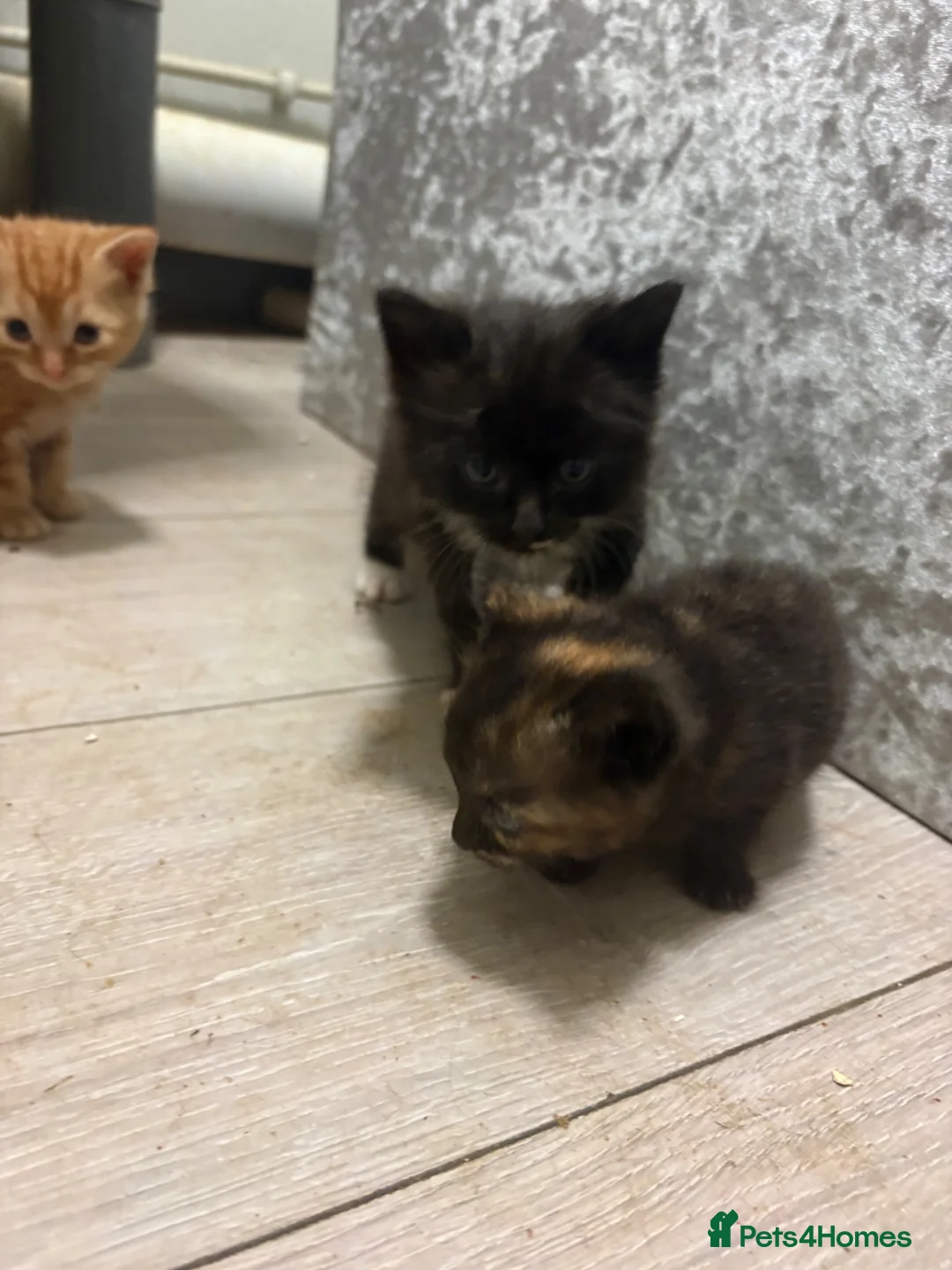 Domestic Shorthair cats for sale: Last two little kittens £80 - Advert 2
