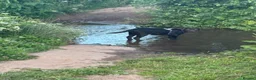 Labrador Retriever dogs for sale: 6 month old pure breed chocolate lab in Exeter - Advert 6