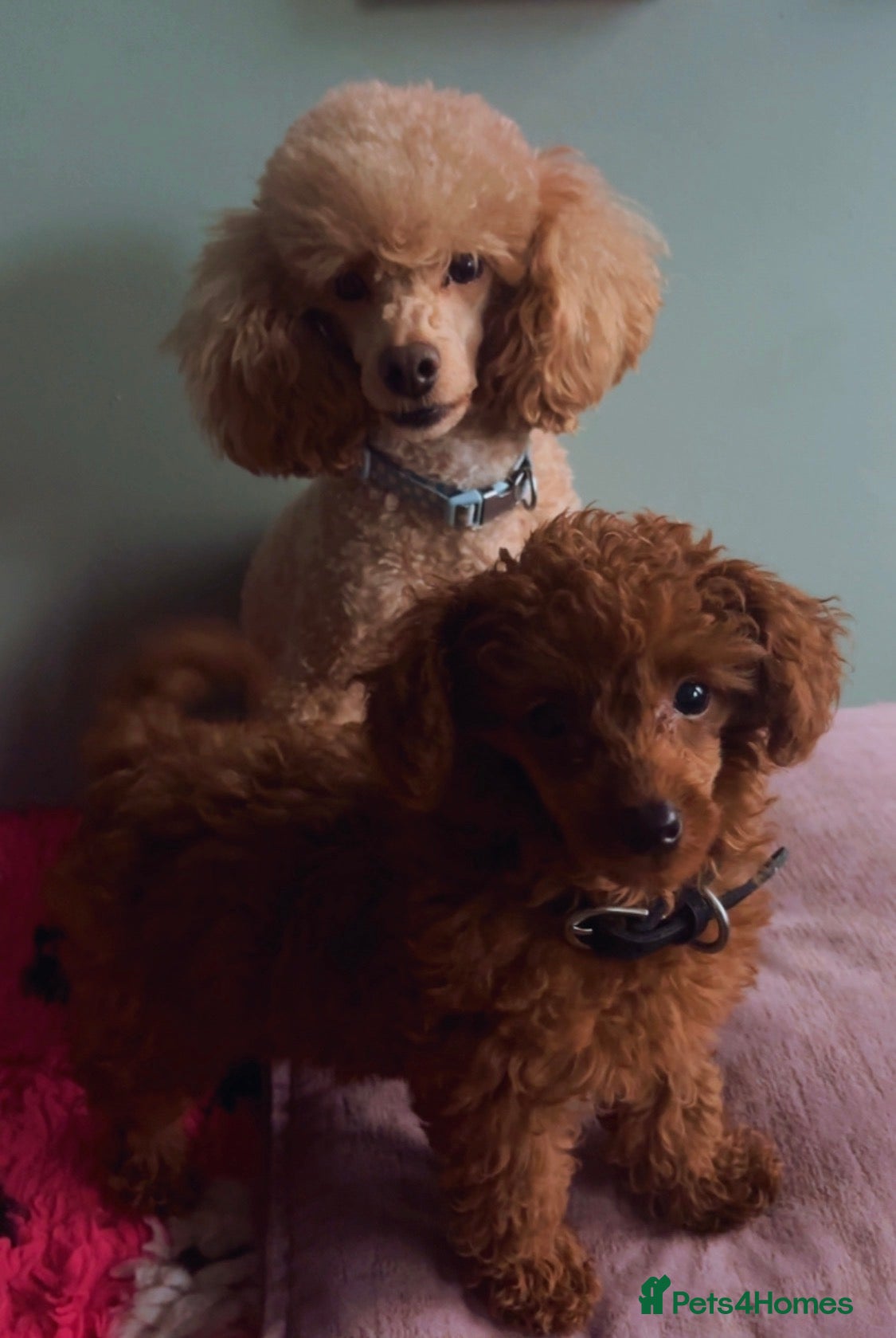 Toy Poodle dogs Toy poodle puppy - Advert 1