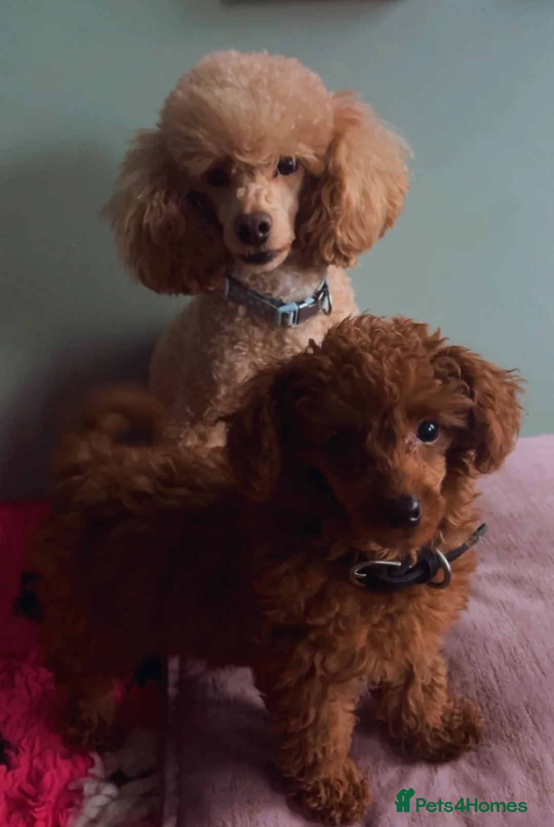 Toy Poodle dogs for sale: Toy poodle puppy - Advert 1