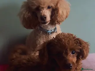 Toy Poodle dogs Toy poodle puppy - Advert 1