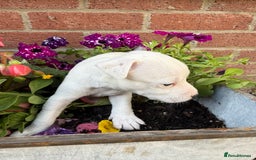 Parson Russell dogs for sale: KC Reg Parson Russell Terrier Pups - Image 3