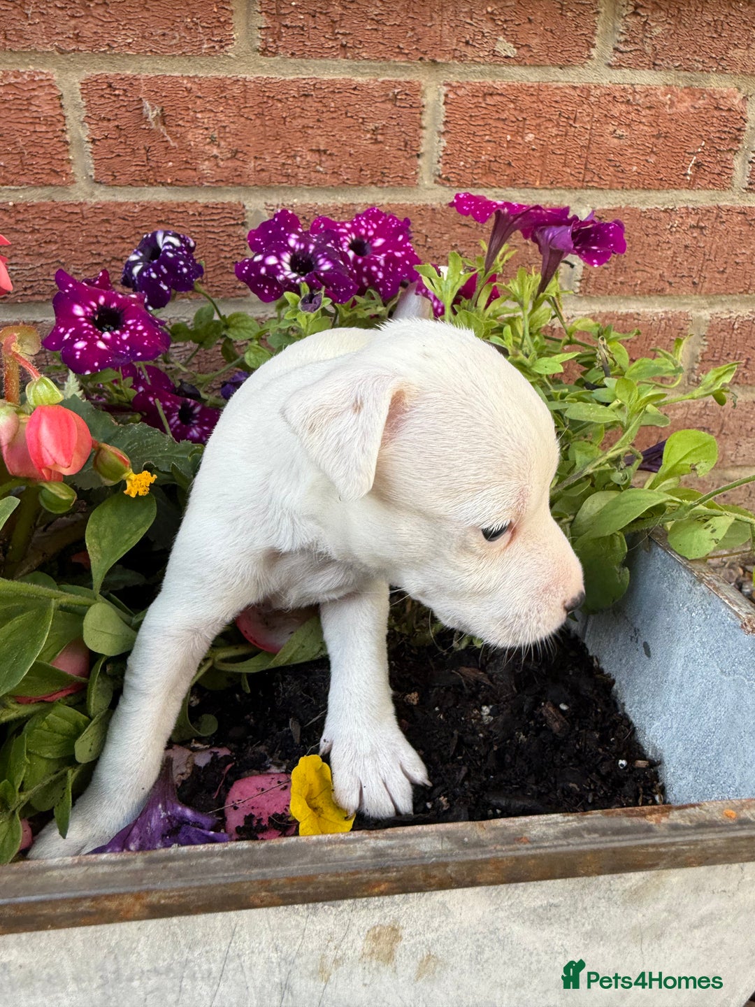 Parson Russell dogs for sale: KC Reg Parson Russell Terrier Pups - Image 3