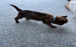 Mixed Breed dogs for sale: German Shepherd x Belgian Malinois - Image 2