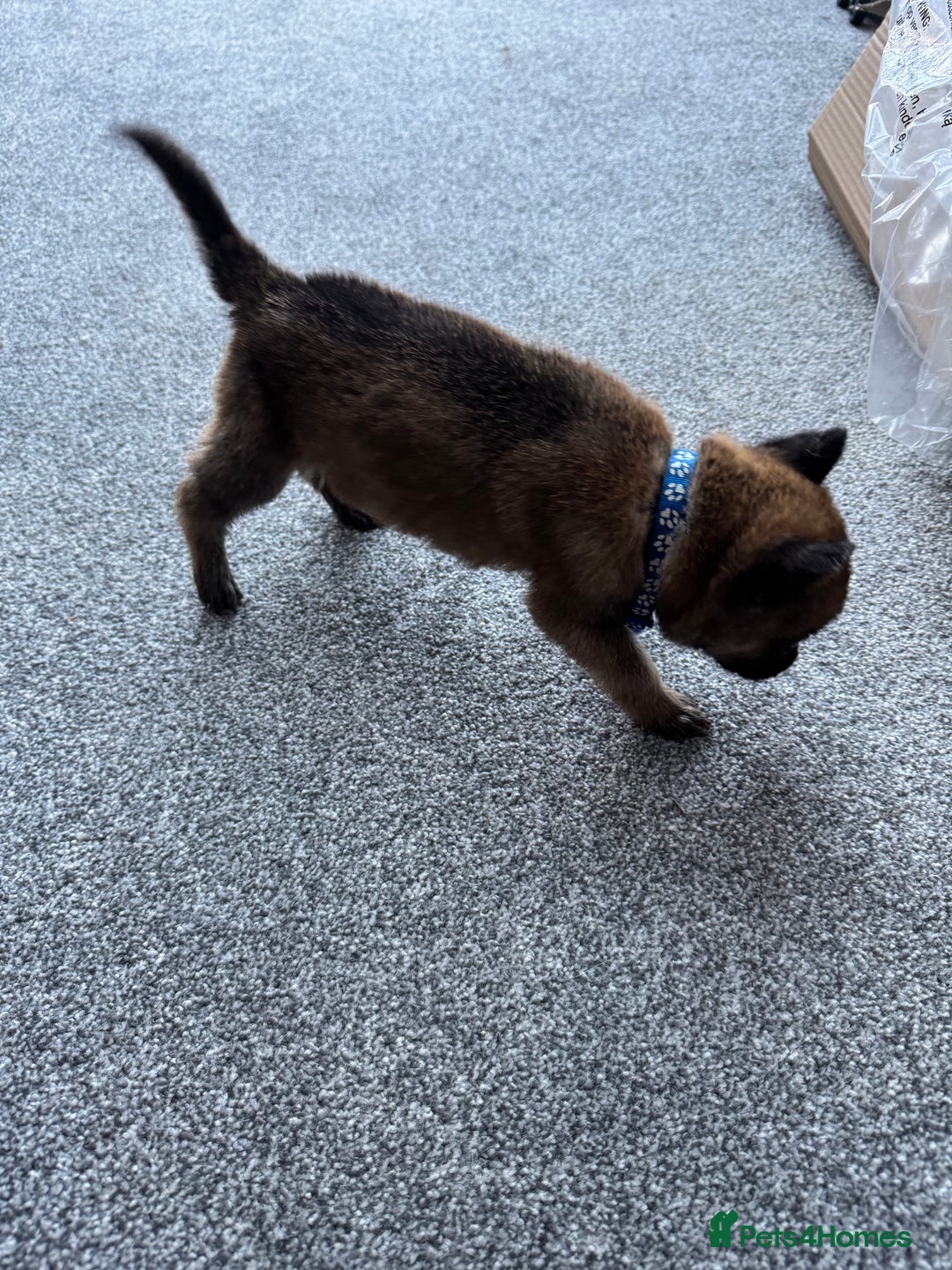 Mixed Breed dogs for sale: German Shepherd x Belgian Malinois - Image 2