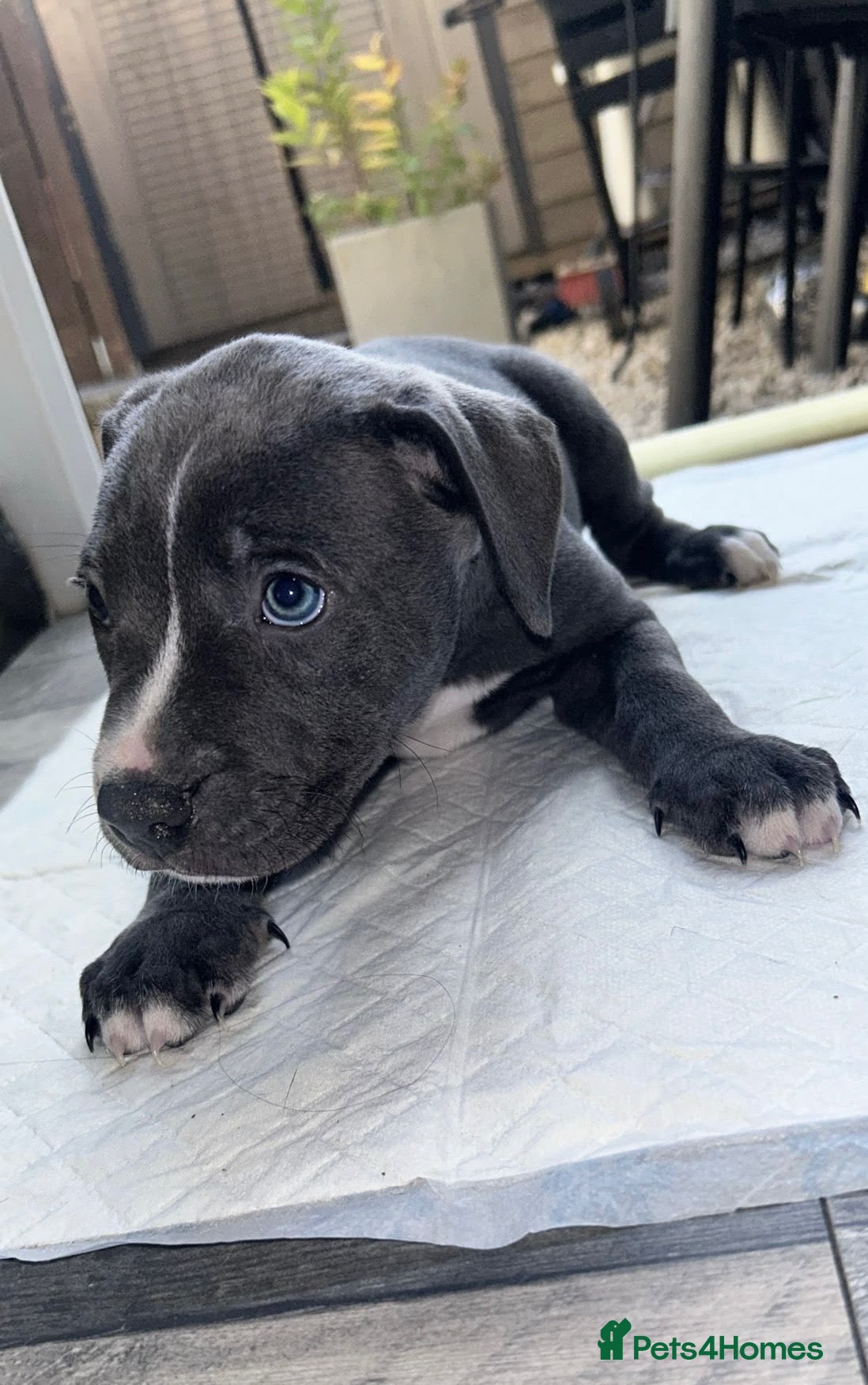 Mixed Breed dogs Cane Corso X Staff Puppies - Advert 16
