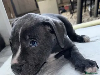 Mixed Breed dogs Cane Corso X Staff Puppies - Advert 16