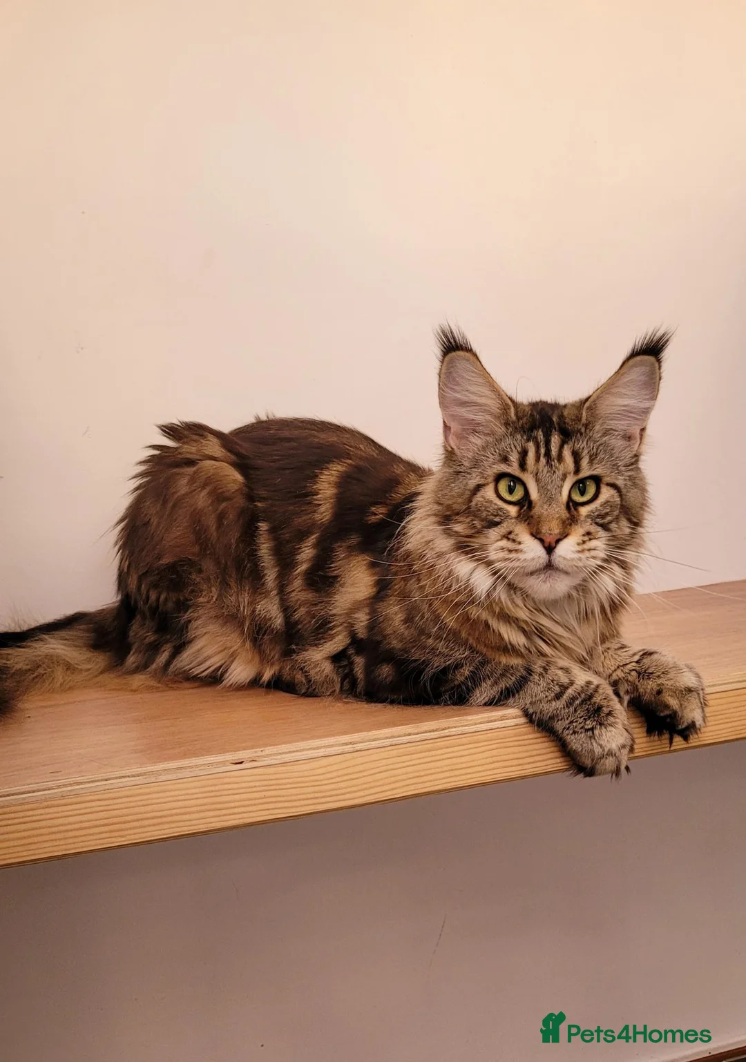 Maine Coon cats for sale: Adult Maine Coon female - Advert 6
