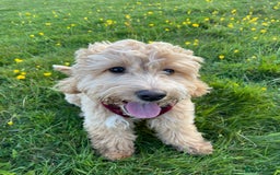 Cockapoo dogs for stud: Handsome F1 Golden Cockapoo Stud - Image 7