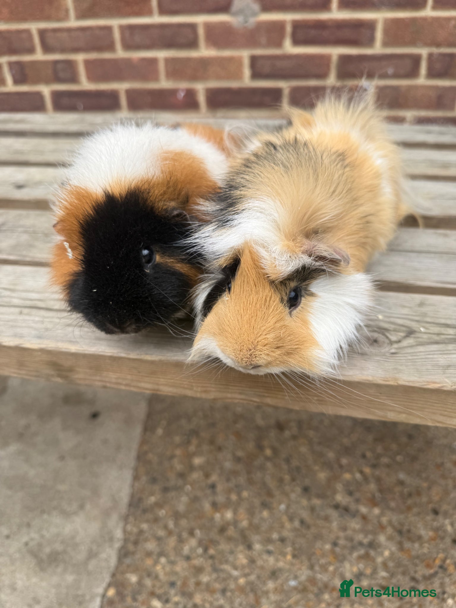 Guinea Pig rodents Guniea pigs  - Advert 1