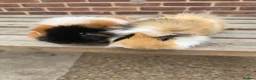 Guinea Pig rodents for sale: Guniea pigs  - Advert 1