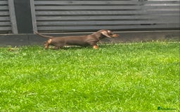 Dachshund dogs for sale:  Only one girl left 💕SOLD  - Image 23