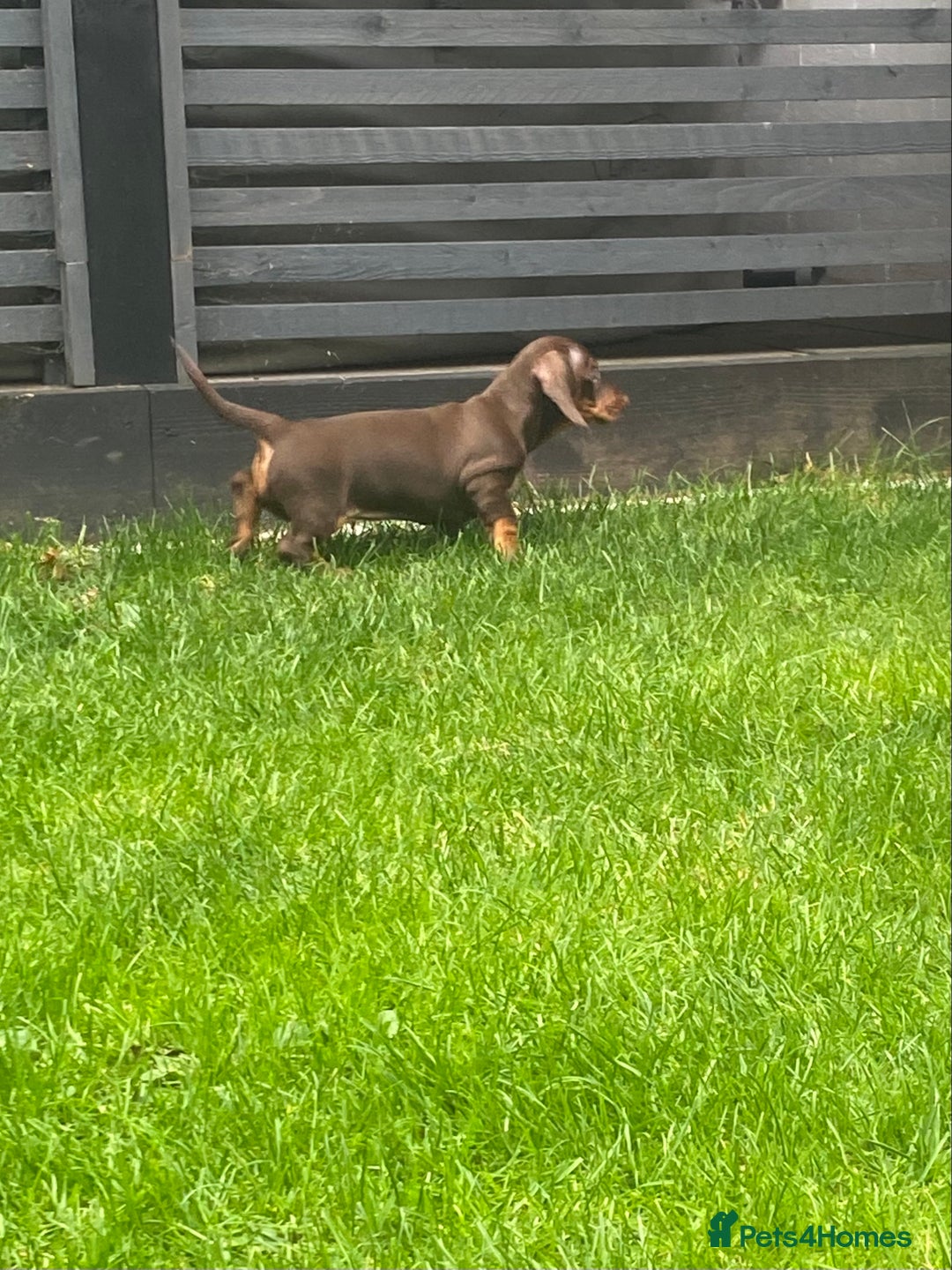 Dachshund dogs for sale:  Only one girl left 💕SOLD  - Image 23