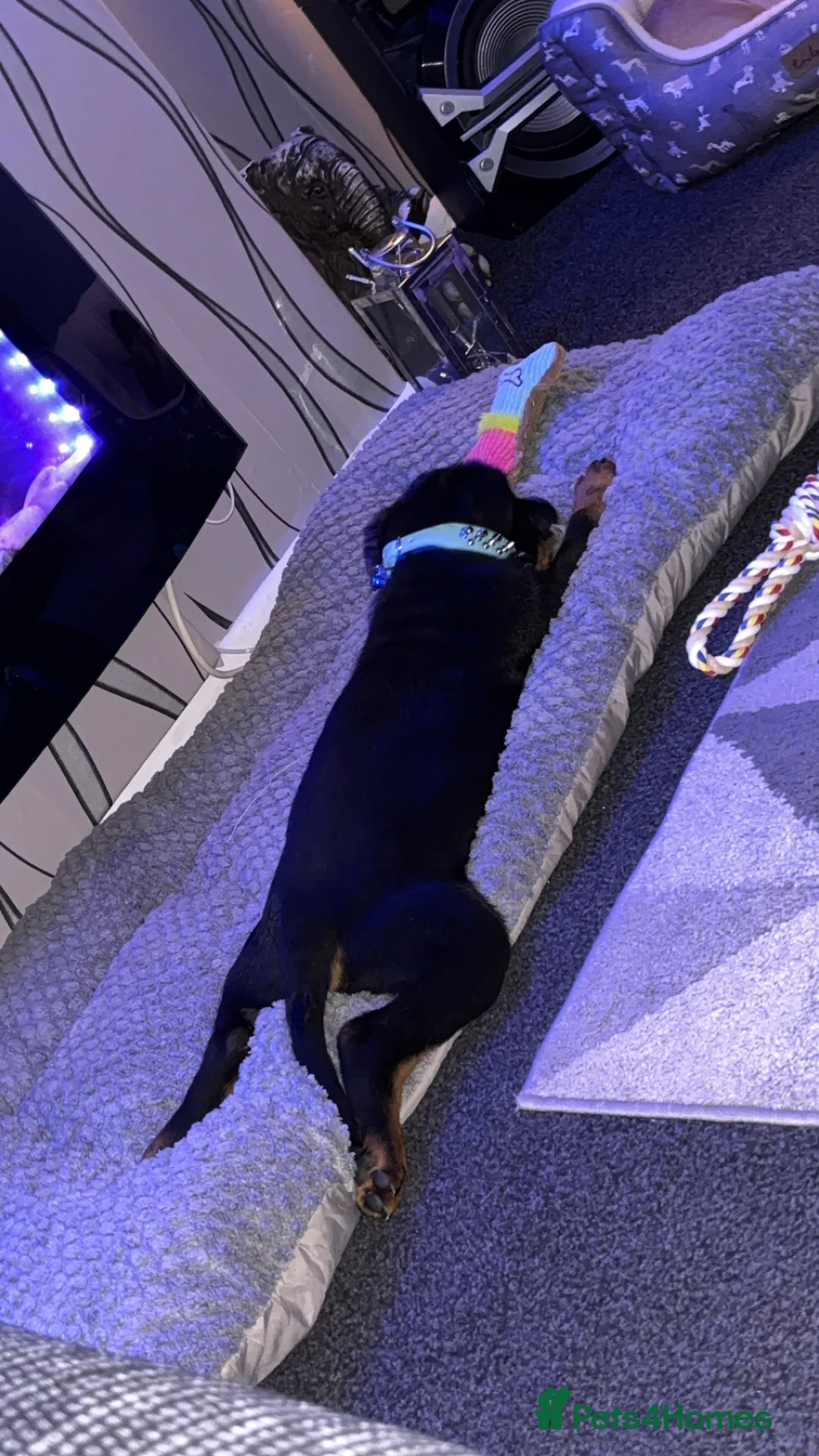 Rottweiler dogs for sale: Rottweiler puppy black and tanned  - Advert 8