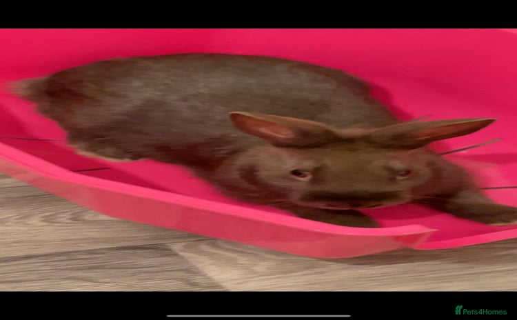 English Lop rabbits - Advert 1