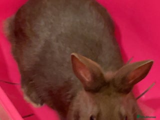 English Lop rabbits - Advert 1