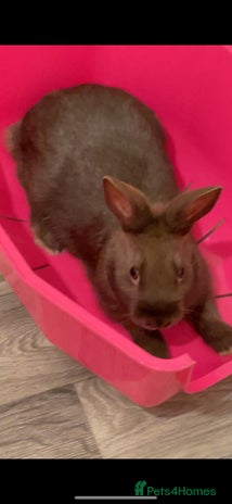 English Lop rabbits - Advert 1