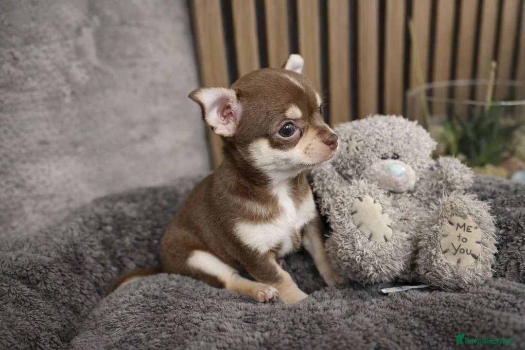 Chihuahua dogs for sale: Tiny Chihuahua Puppies – Сhristmаs Babies - Advert 14