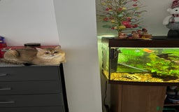 British Shorthair cats for stud: purebred scottish chinchilla straight for stud in London - Image 1