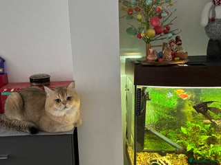 British Shorthair cats in London - Advert 27