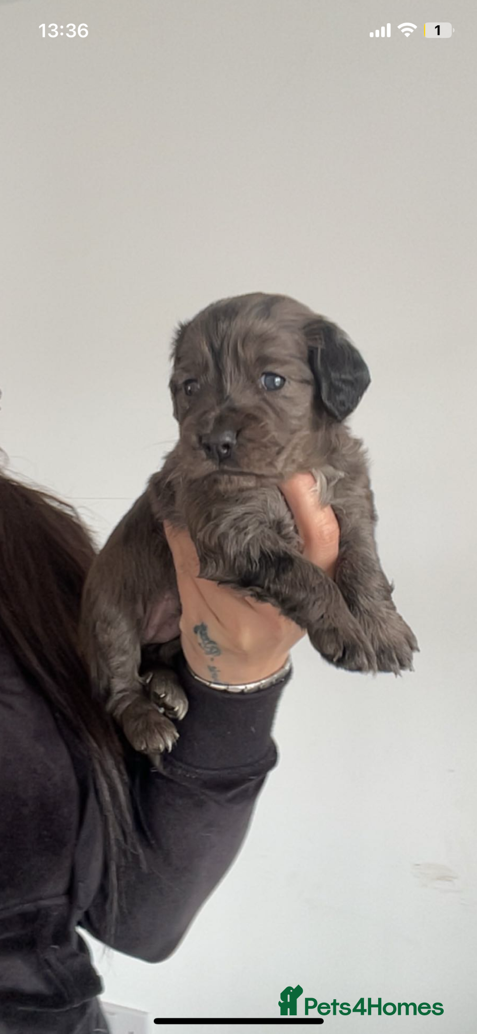 Cocker Spaniel dogs for sale: Cocker spaniel  - Advert 8