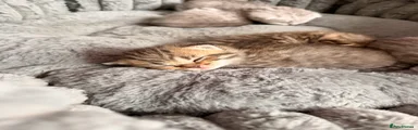 Scottish Fold 3