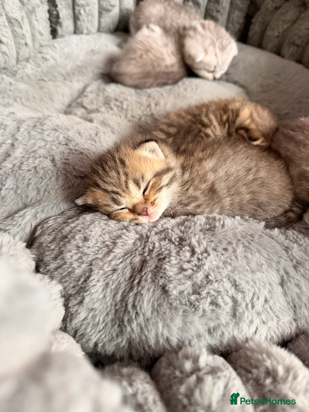 Scottish Fold cats for sale: Beautiful Scottish Fold Kittens for Loving Homes🐱 - Advert 2