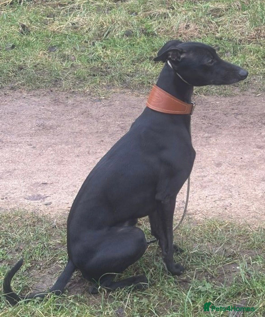 Whippet dogs KC WHIPPET FOR STUD - Advert 1