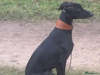 Whippet dogs KC WHIPPET FOR STUD - Advert 2