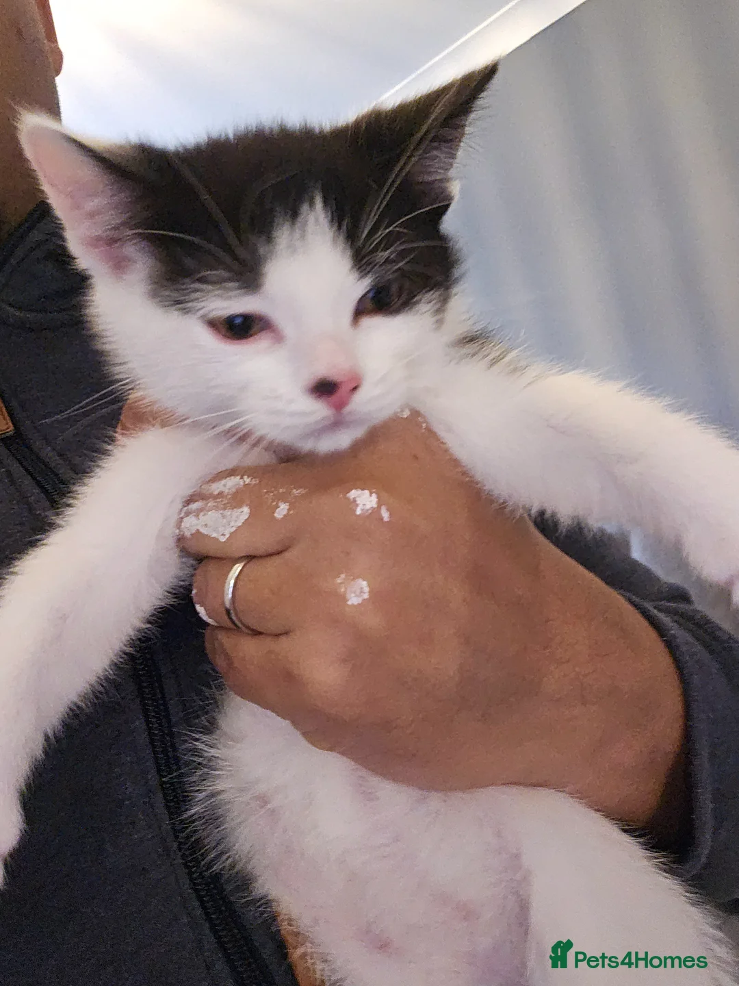 Mixed Breed cats for sale: Beautiful Female Kitten, Ready Now - Advert 2