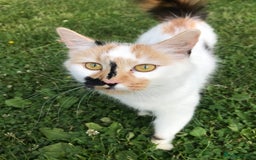 Turkish Van cats for sale: Beautiful kittens ready for loving new homes - Image 18