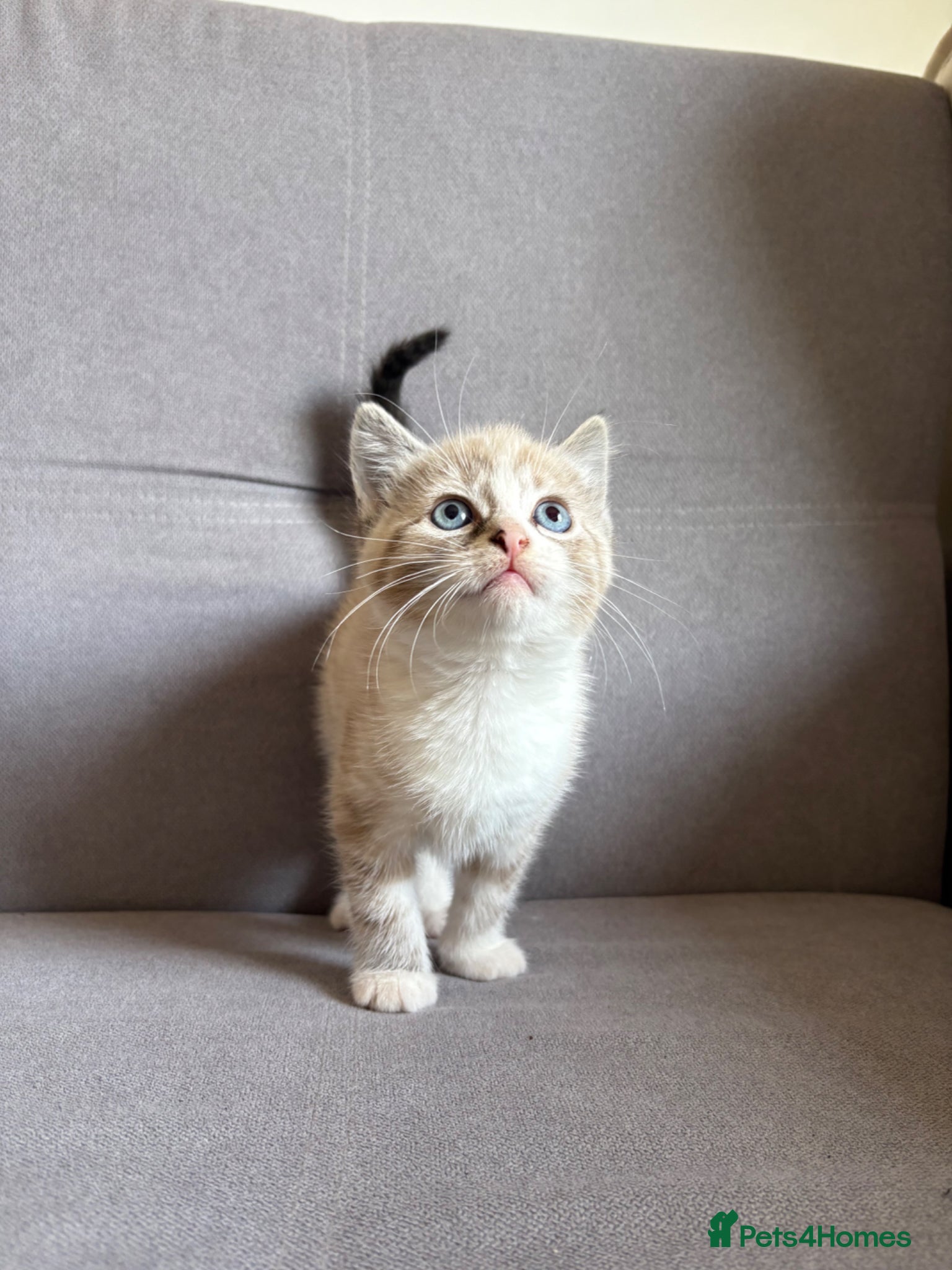 Bengal cats X2 Male Snow leapord Bengals ready to leave - Advert 12