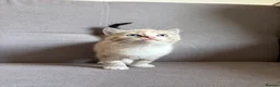 Bengal cats for sale: X2 Male Snow leapord Bengals ready to leave - Advert 10