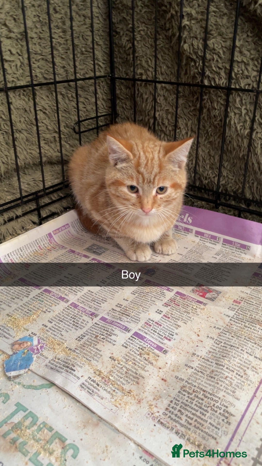 Mixed Breed cats for sale: Mixed rescue kittens  - Advert 12