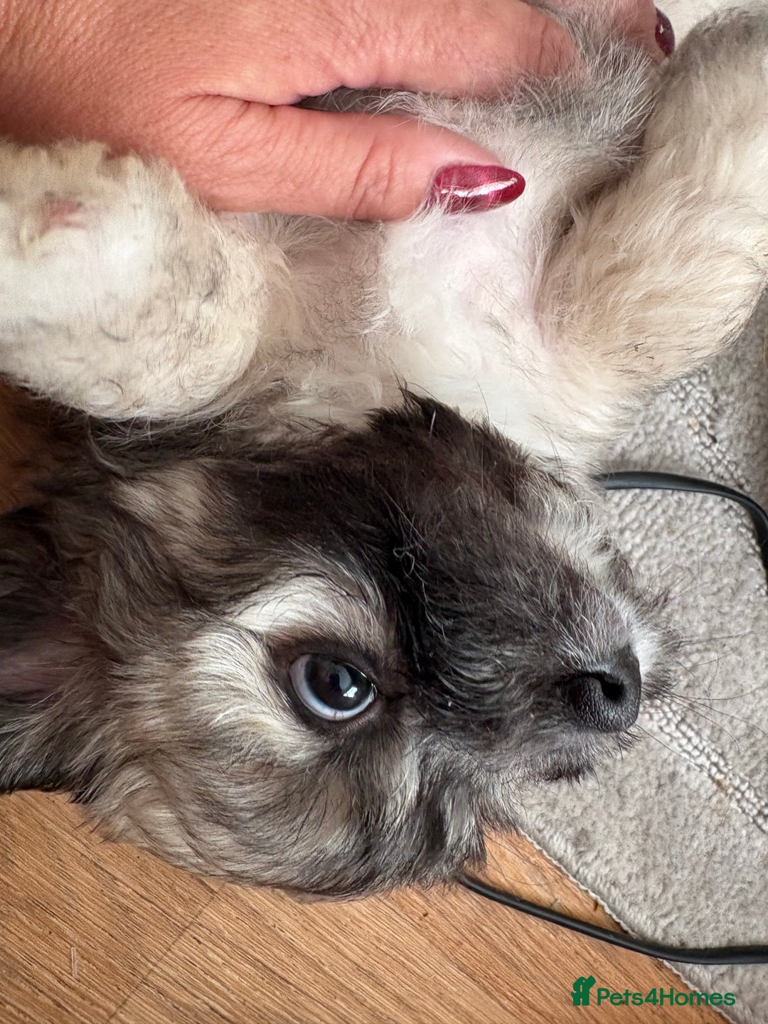 Mixed Breed dogs for sale: Beautiful Froodle pups dad pink carrier - Image 8