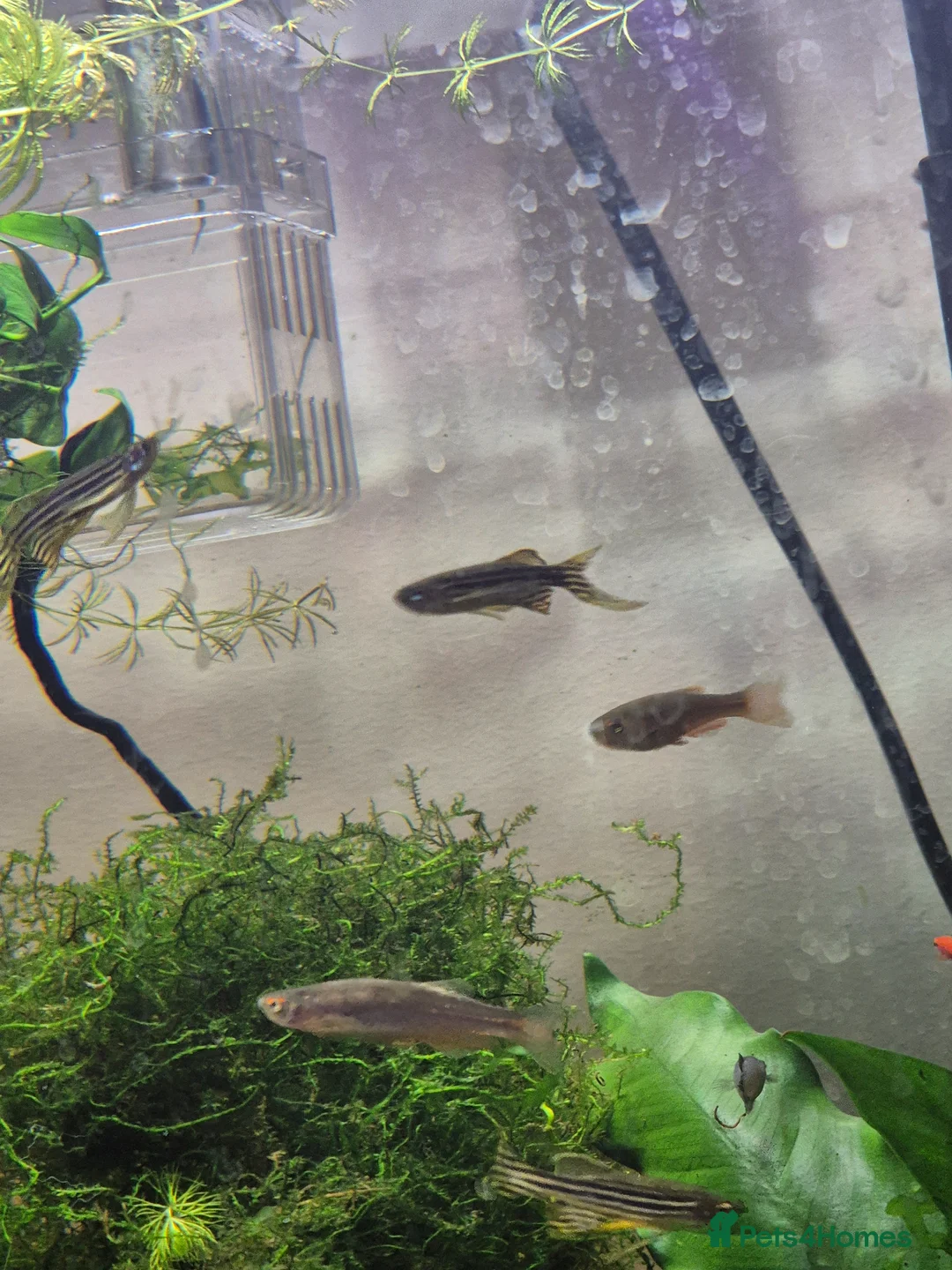 Platies fish for sale: 3 Longfin Zebra Danios & 3 Pearl Danios - Advert 2