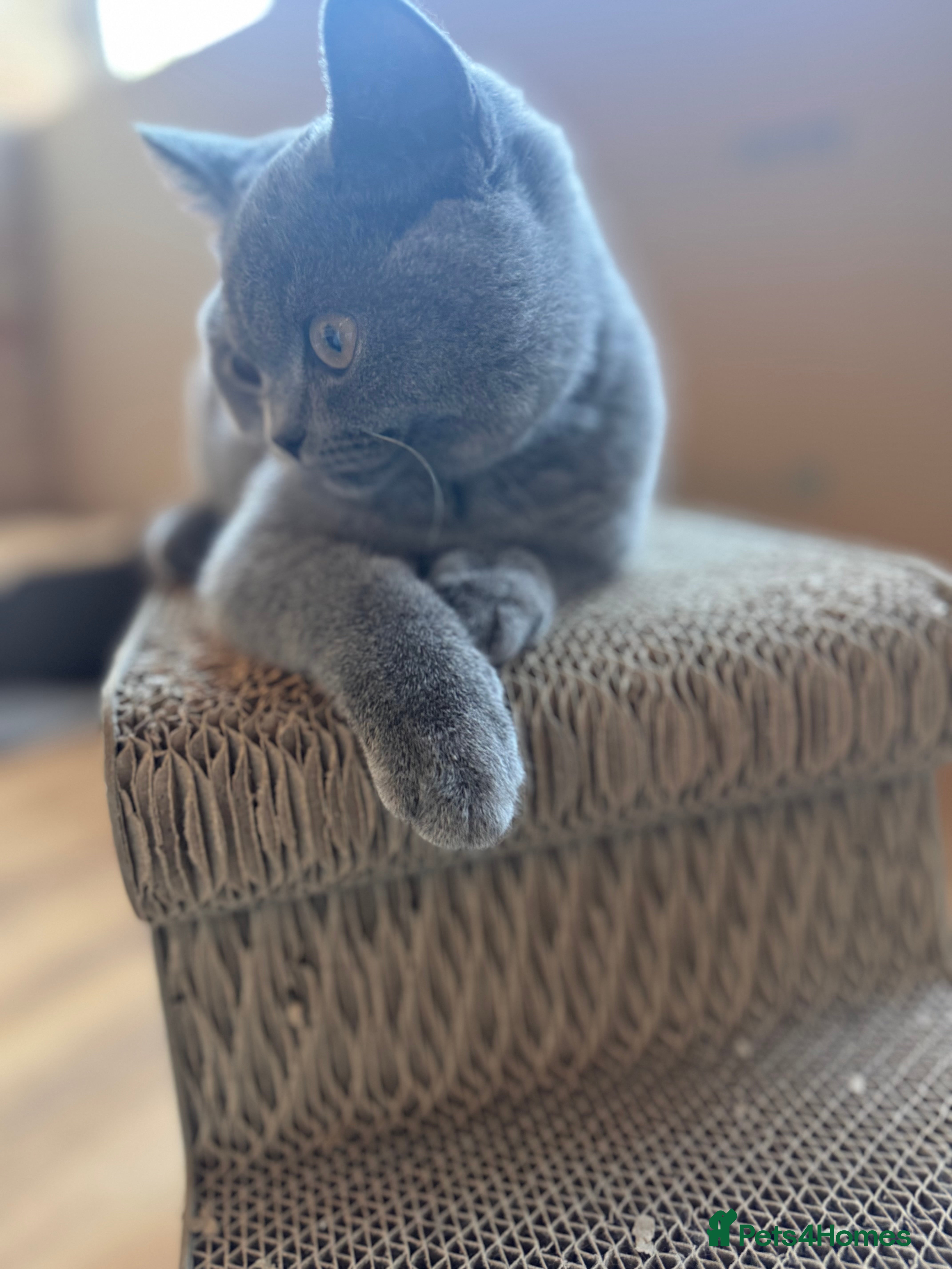 British Shorthair cats Ready NOW Blue BOY British Shorthair kitten GCCF - Advert 2