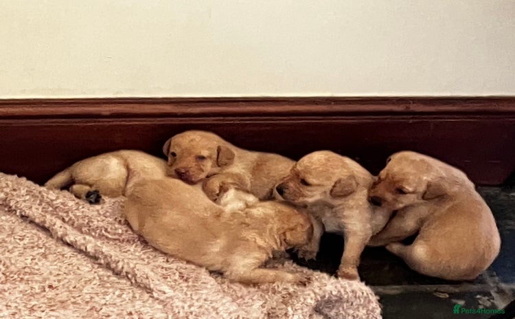 Labrador Retriever dogs - Advert 4