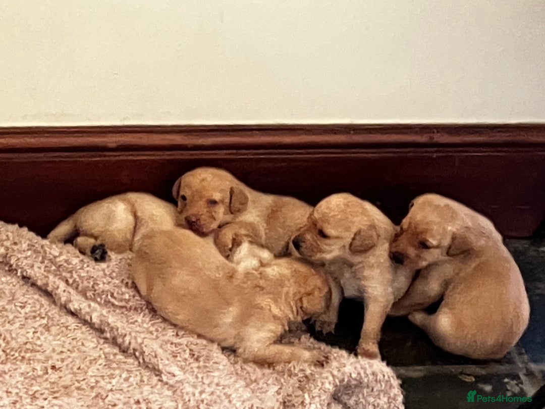 Labrador Retriever dogs for sale: Quality kc Labrador puppies 4 Males Ready Now - Image 7
