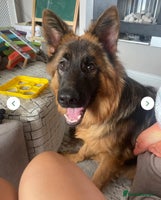 German Shepherd dogs - Advert 2