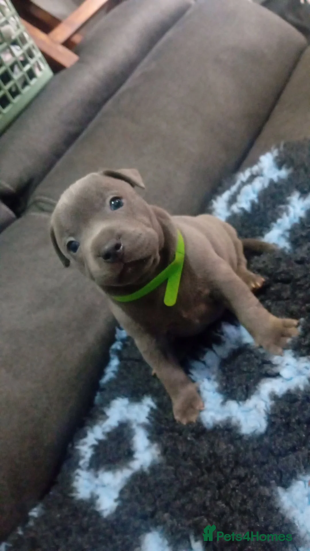 Staffordshire Bull Terrier dogs for sale: **Gorgeous BLUE STAFFY pups!!** - Advert 2