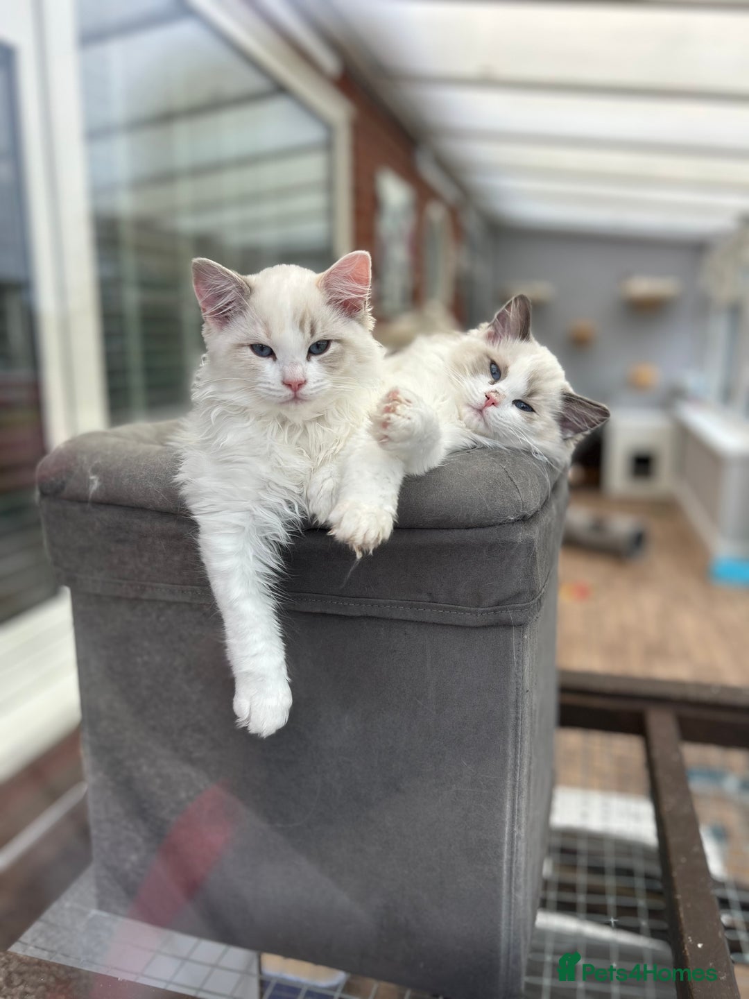 Ragdoll cats for sale: Seal lynx boy. GCCF reg. champion lines - Image 7