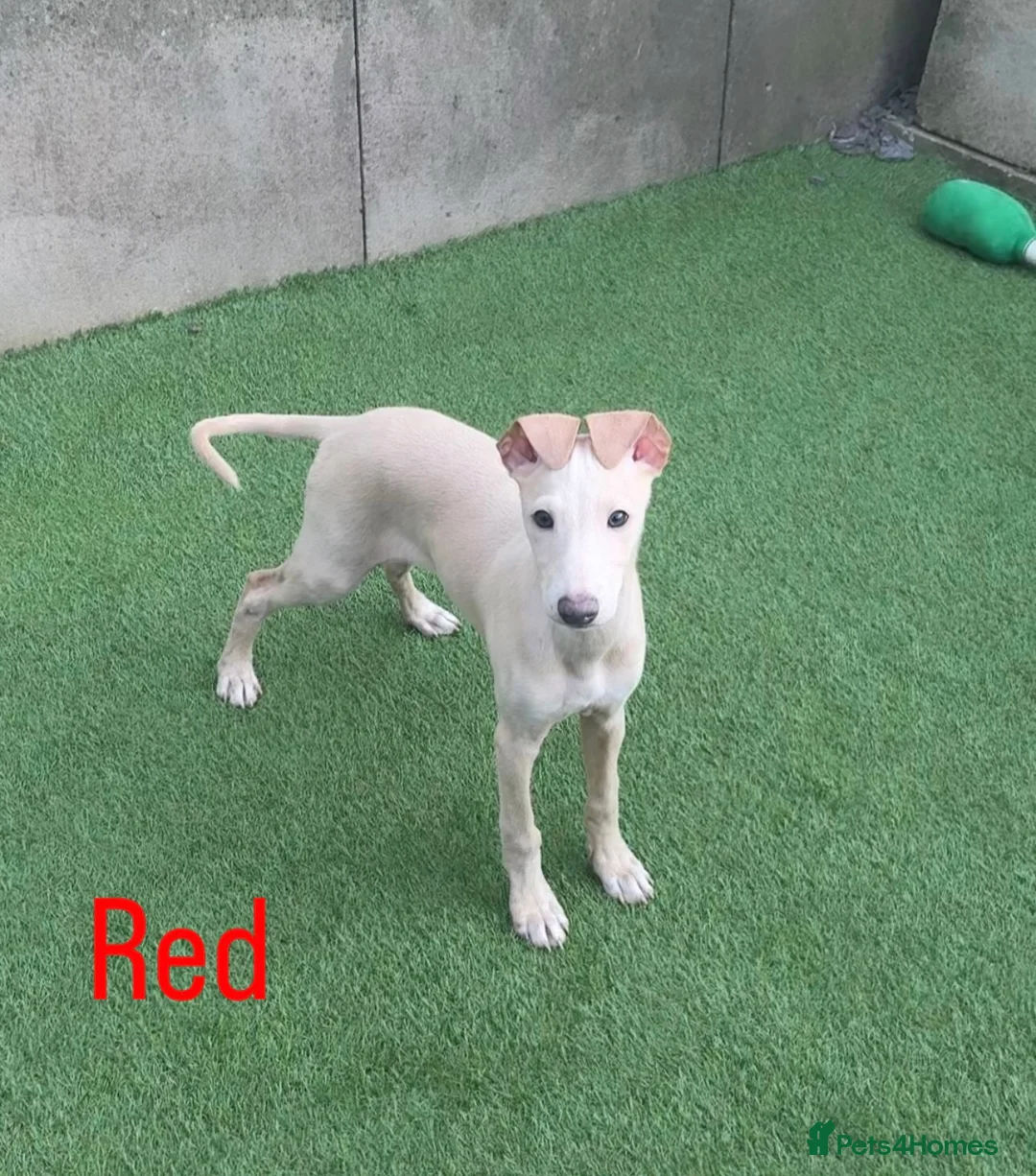 Italian Greyhound dogs for sale: Beautiful Cream Italian Greyhound Boys  - Advert 2