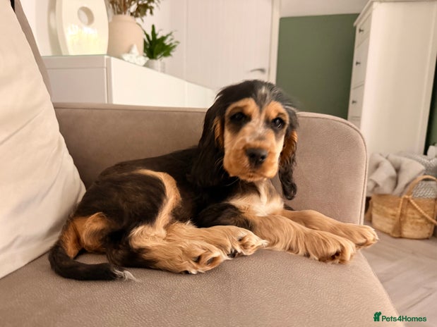 Cocker Spaniel dogs Exceptional pedigree KC champion show Cockers. - Advert 4